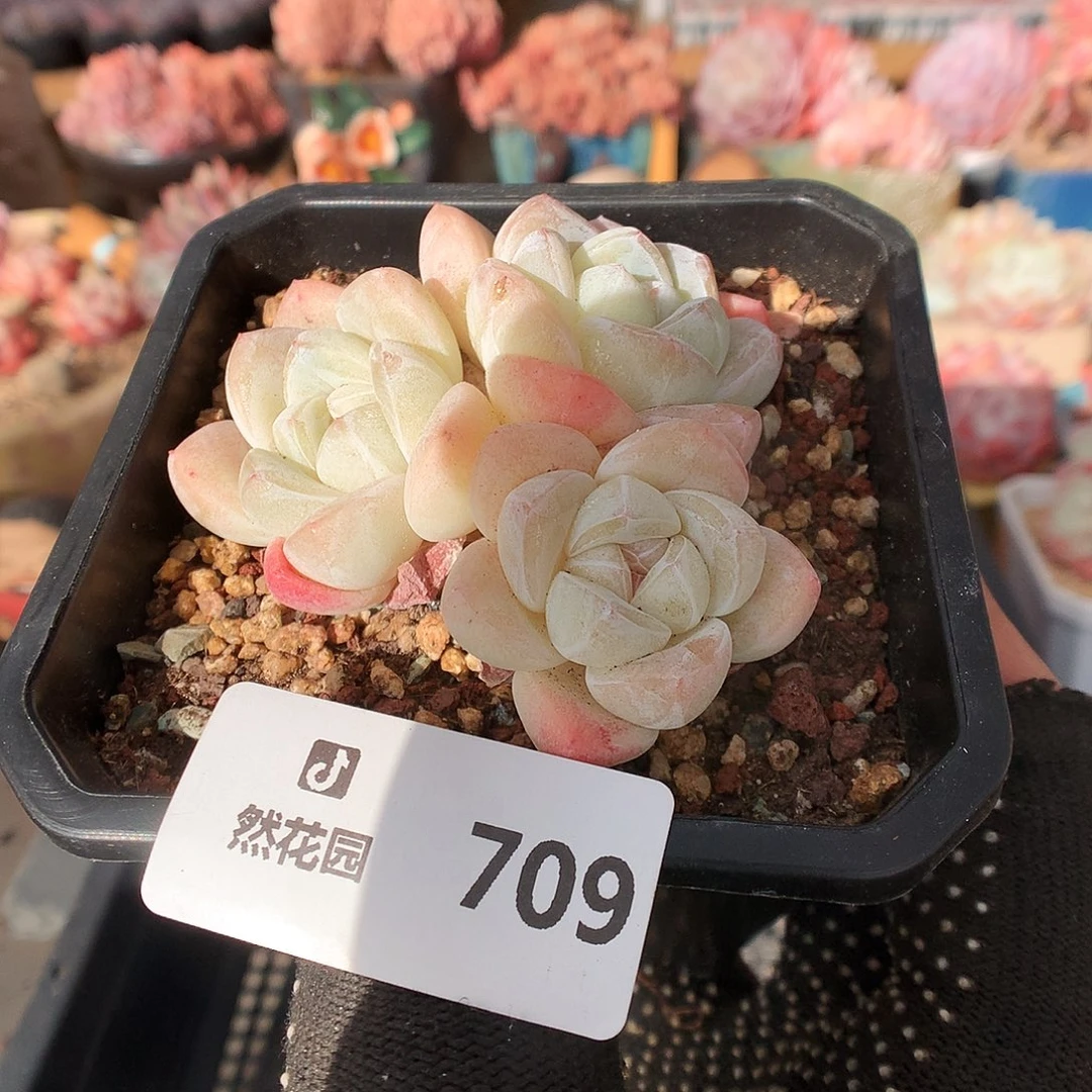 709冰玉多肉植物66666