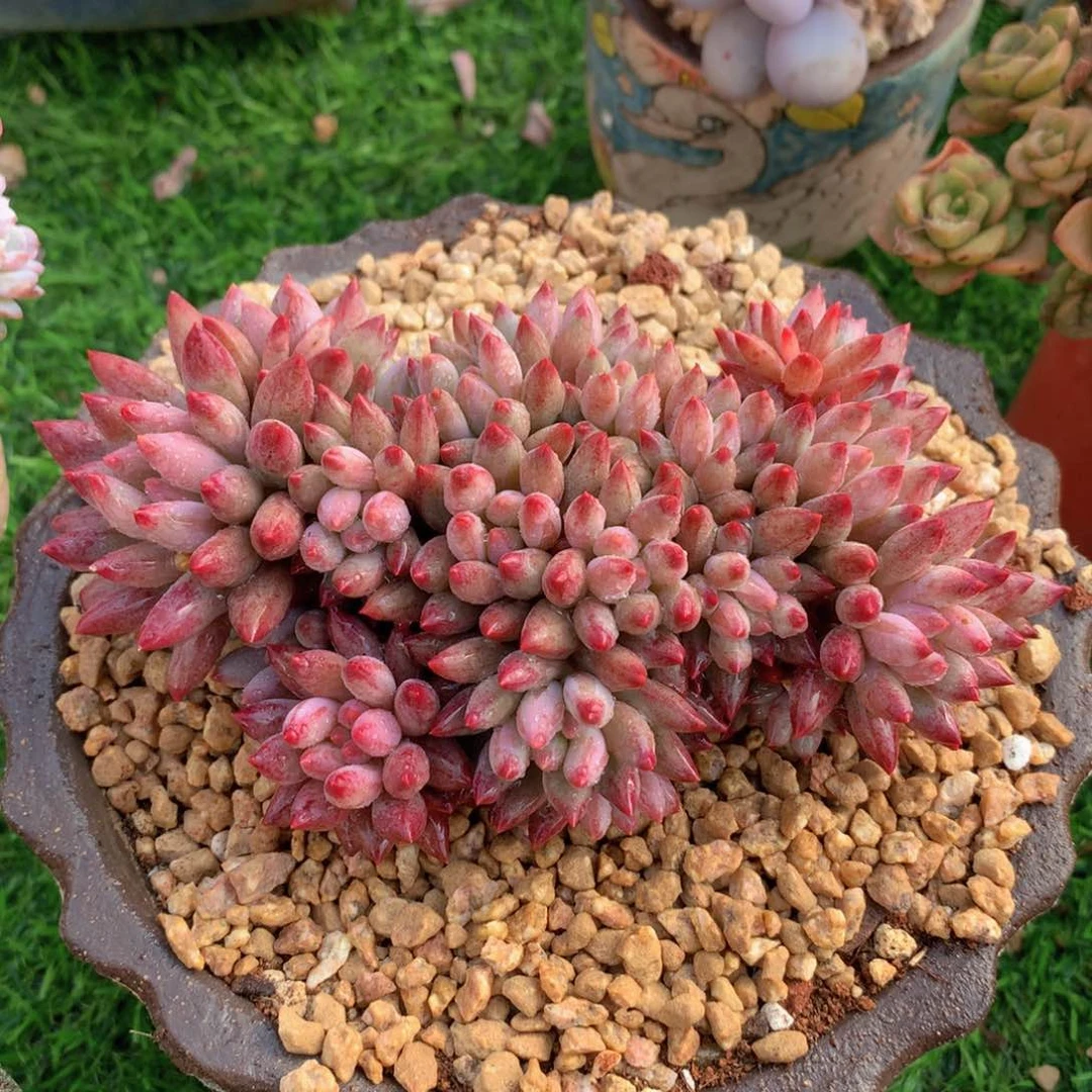 流沙体虞美人14 公分一物一拍