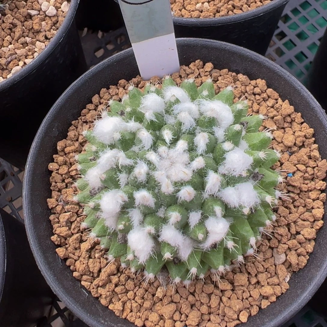 338实生根多肉植物带盆土