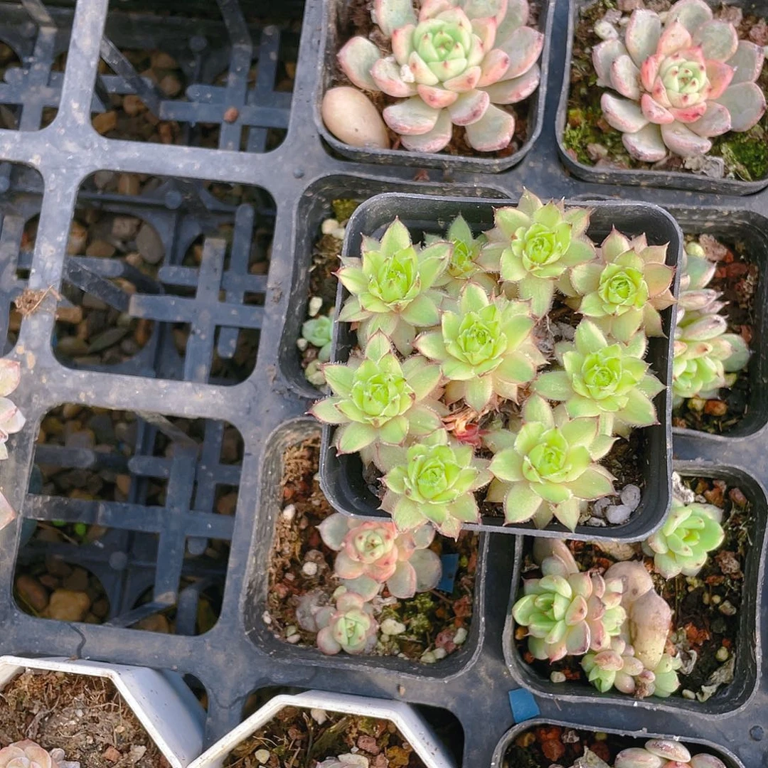 长生草锦盆一个满25包邮