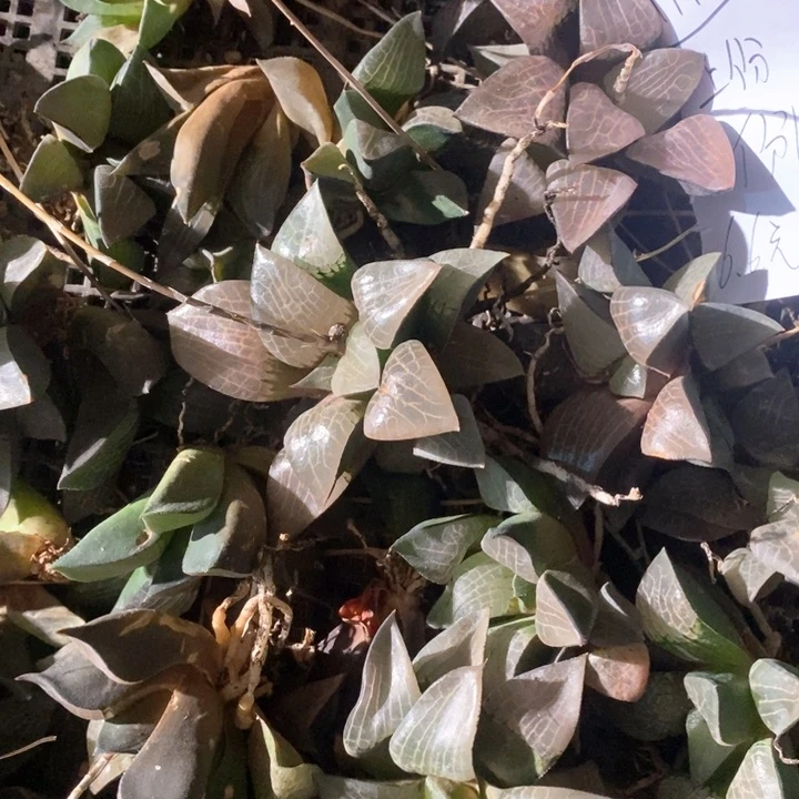 1718 一颗玻璃康平 随机发货 炸弹福利