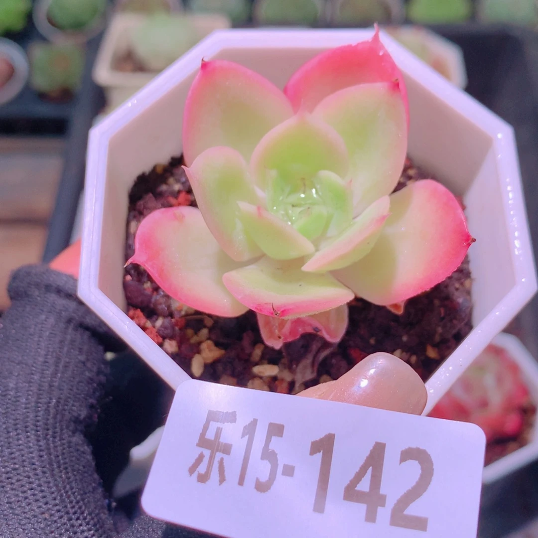 乐然15-142 柠檬酸橙