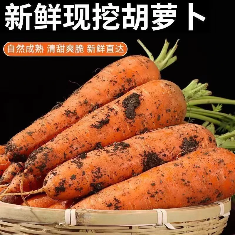 现挖新鲜带泥胡萝卜 清脆可口当季蔬菜