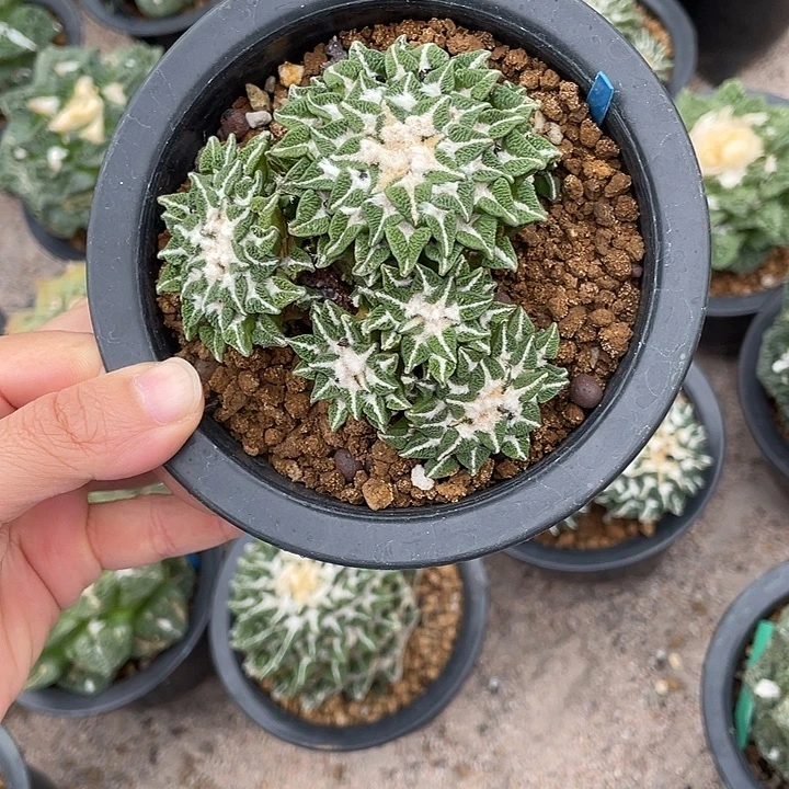 自根黑群福利特价款