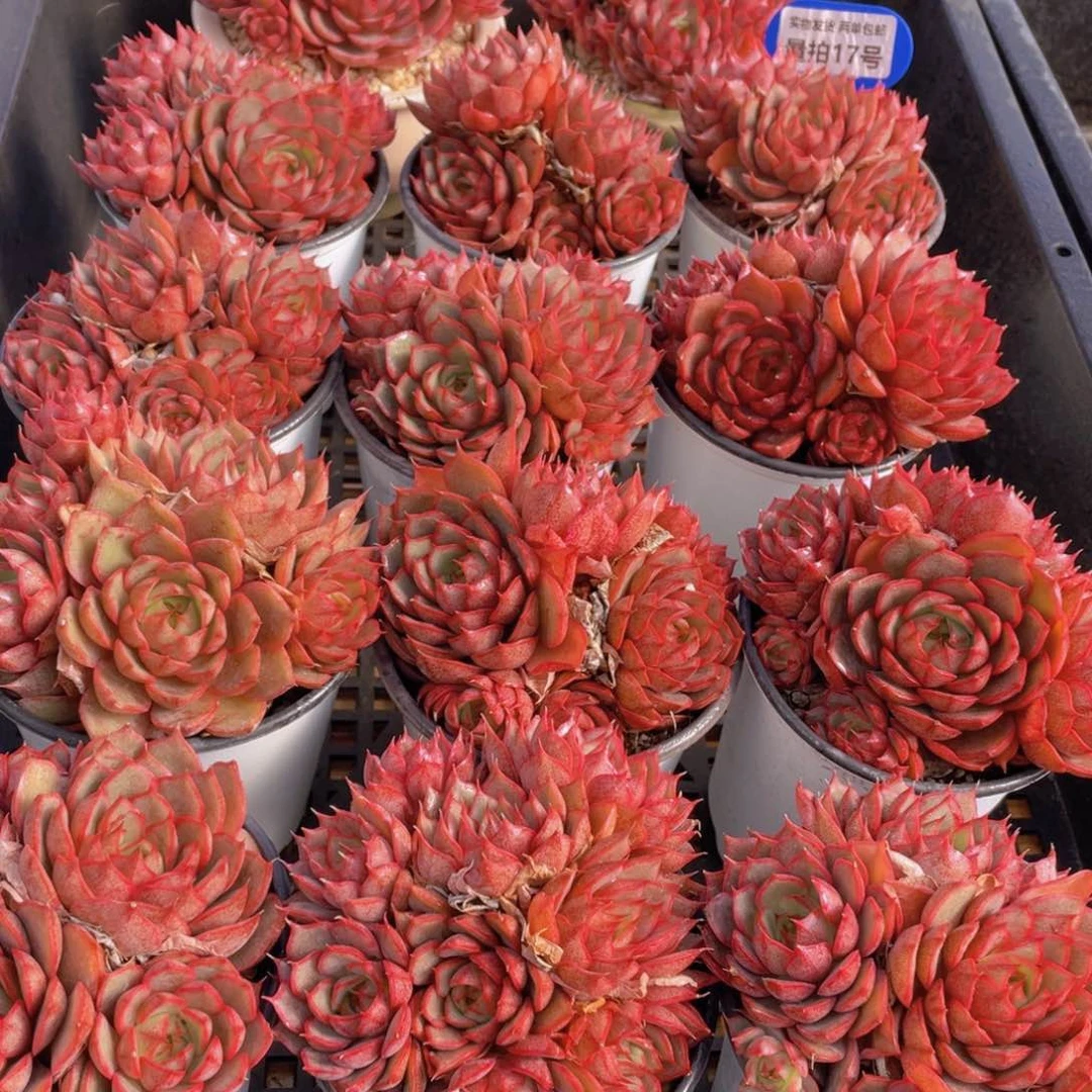 量拍17号 安娜玫瑰大群生一个