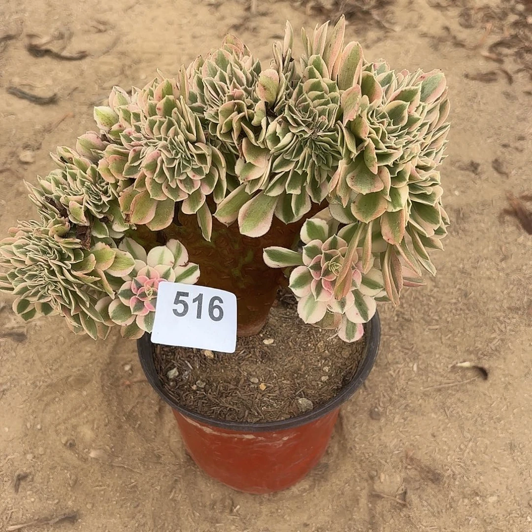 飞***1粉女巫缀断枝不包516