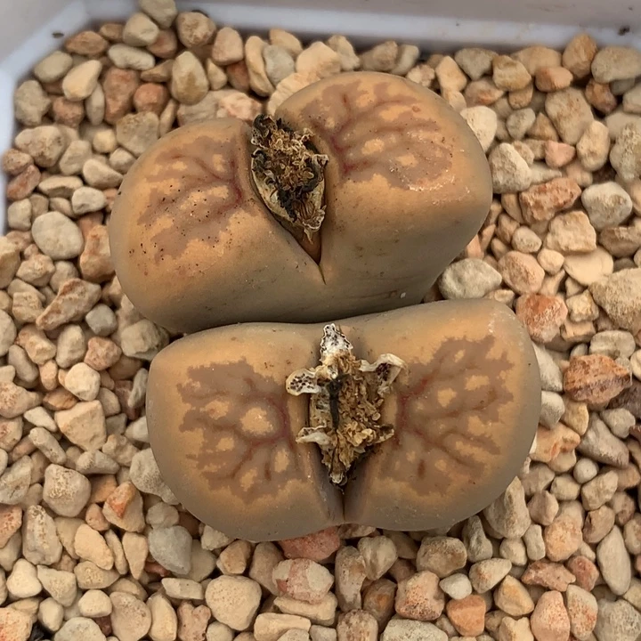 精品多肉植物黄体菊