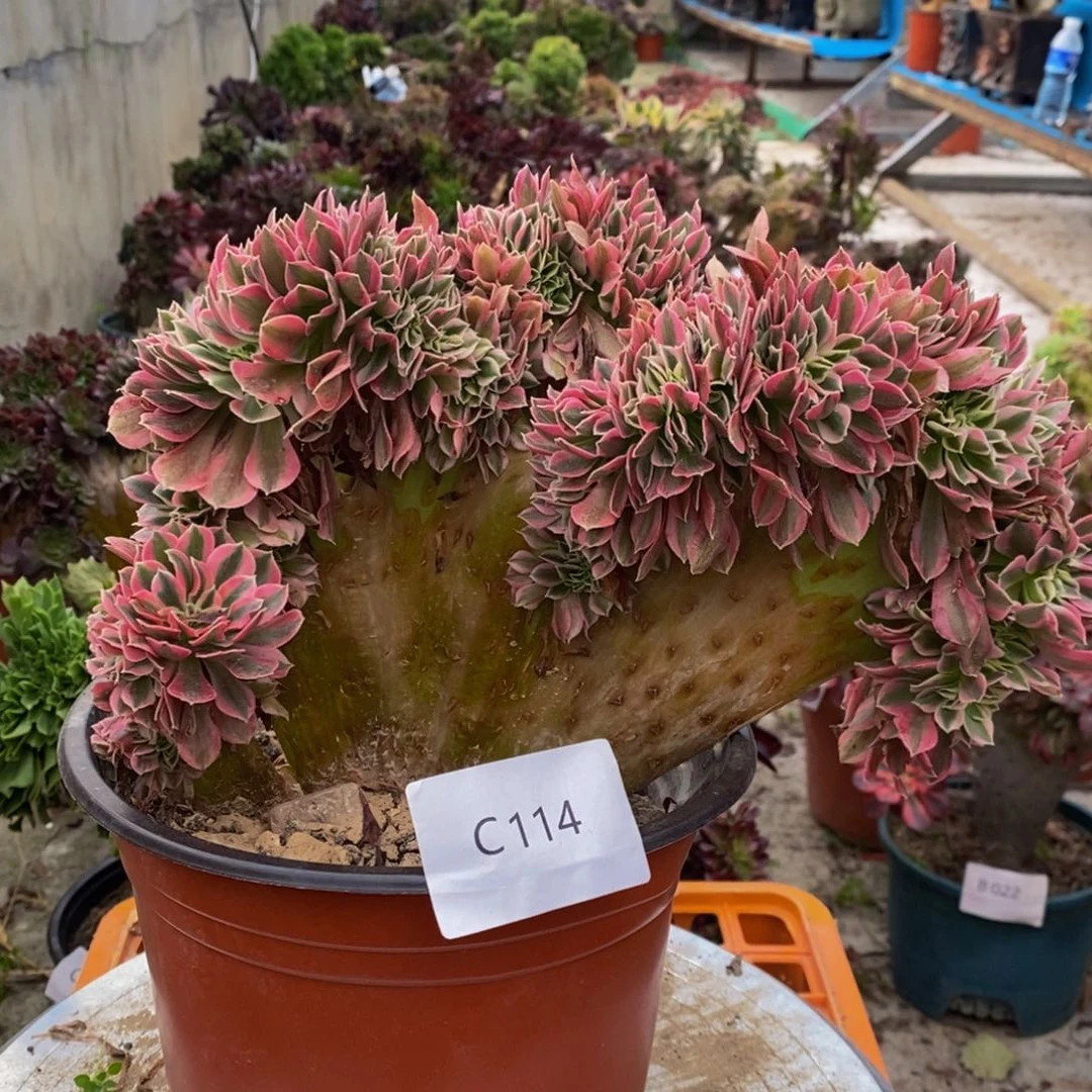 粉女巫c114所见即所得