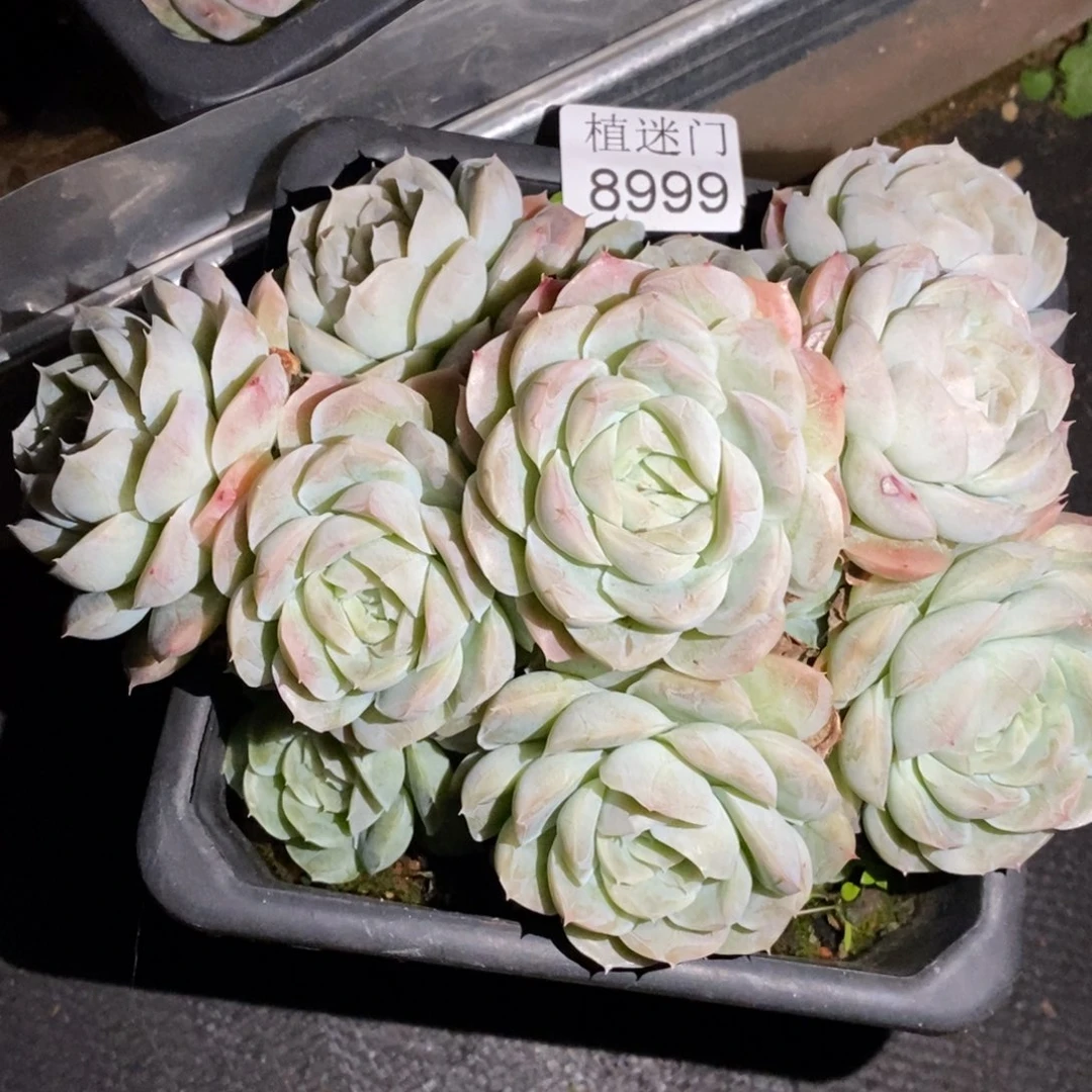 茉***沫不包整~8999~15厘米