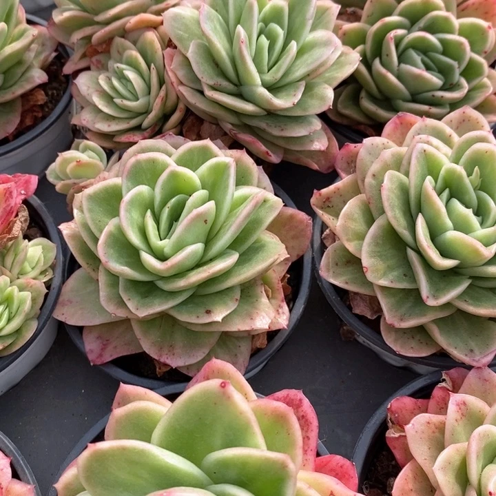 104。冰玫瑰锦。混发。