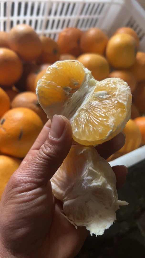 湖北荆州农家自种胡柚