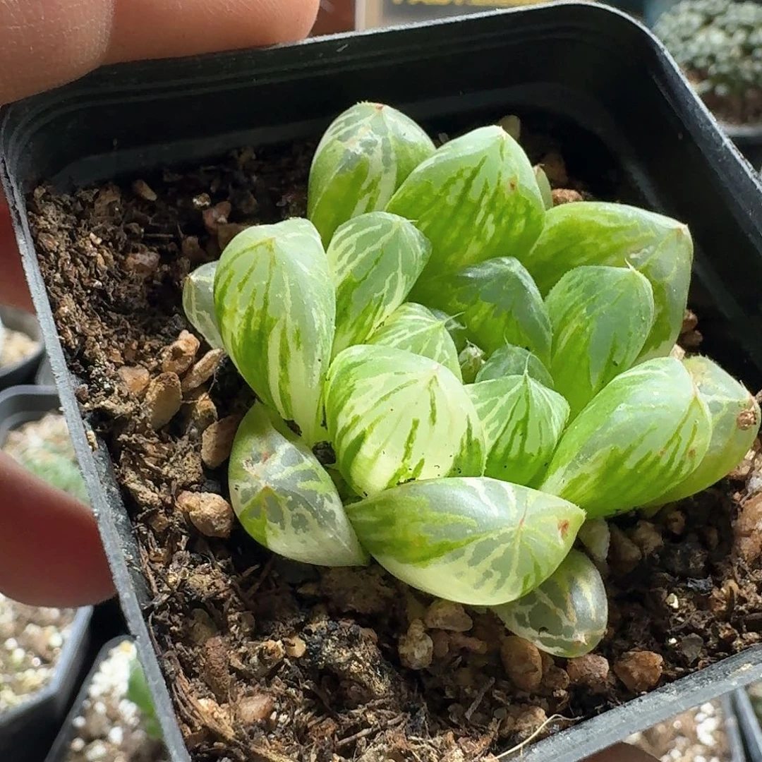 56苏州玉露锦带盆发货