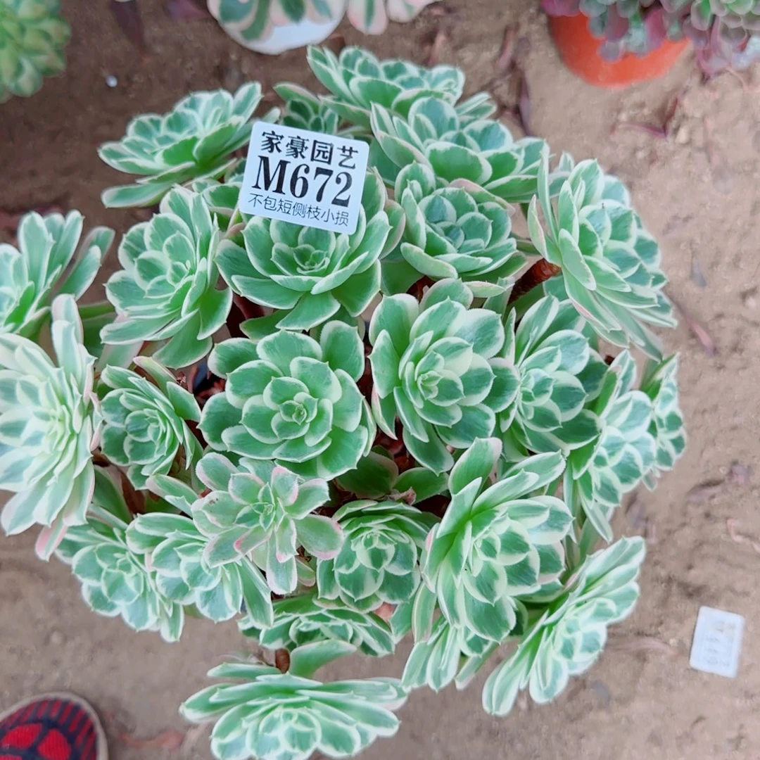 白凤法师672冠幅30