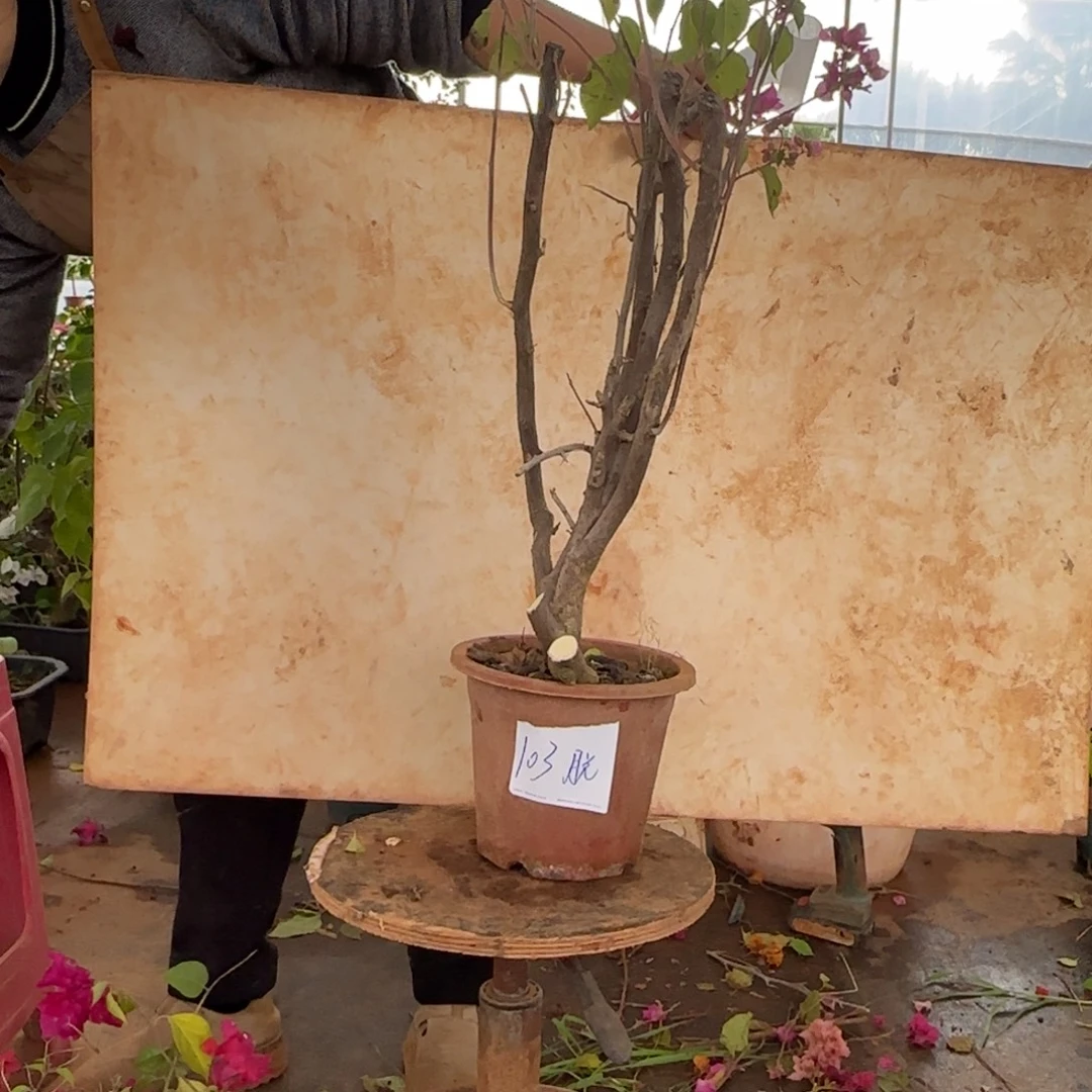 大部分花苞少量开放重瓣粉 103脱