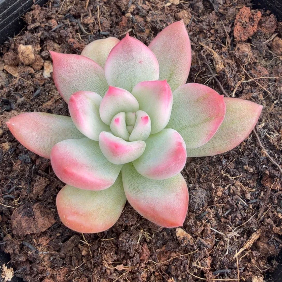 珍妮锦腹轮锦一刻的锦