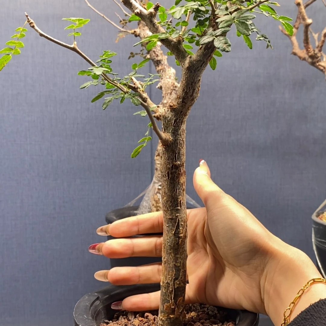 大*滔天橄榄产地熟桩带盆发货