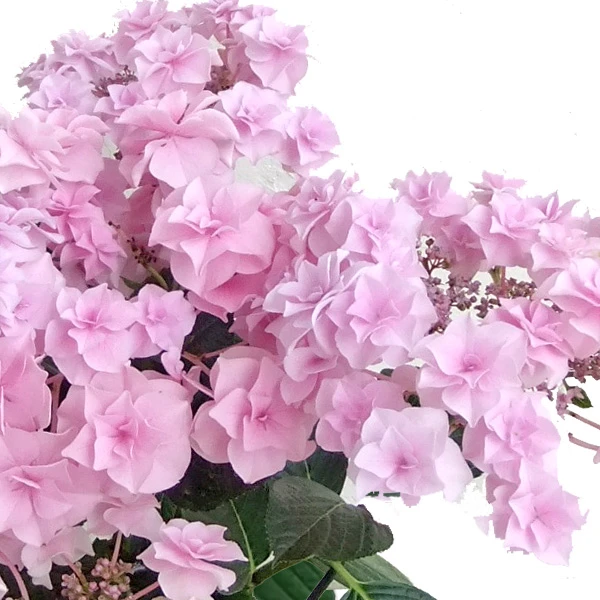 【阿涛专属】绣球头花  重瓣缤纷大花绣球阳台耐晒易活绣球花盆栽