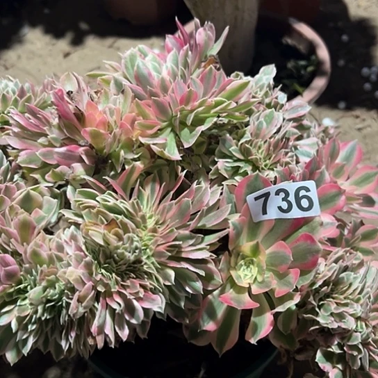 前***者多肉植物一个女郎736