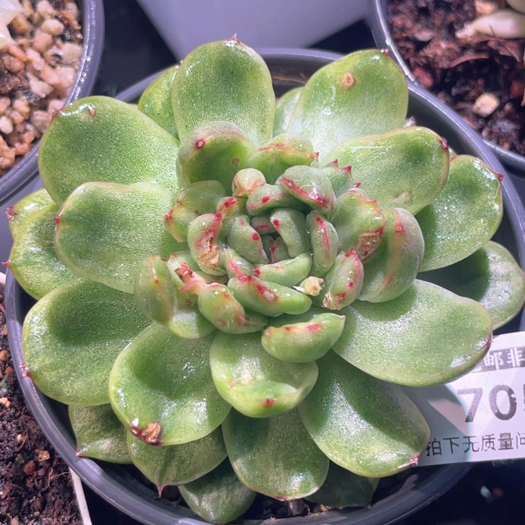 曼*多肉特价冰天使锦7056