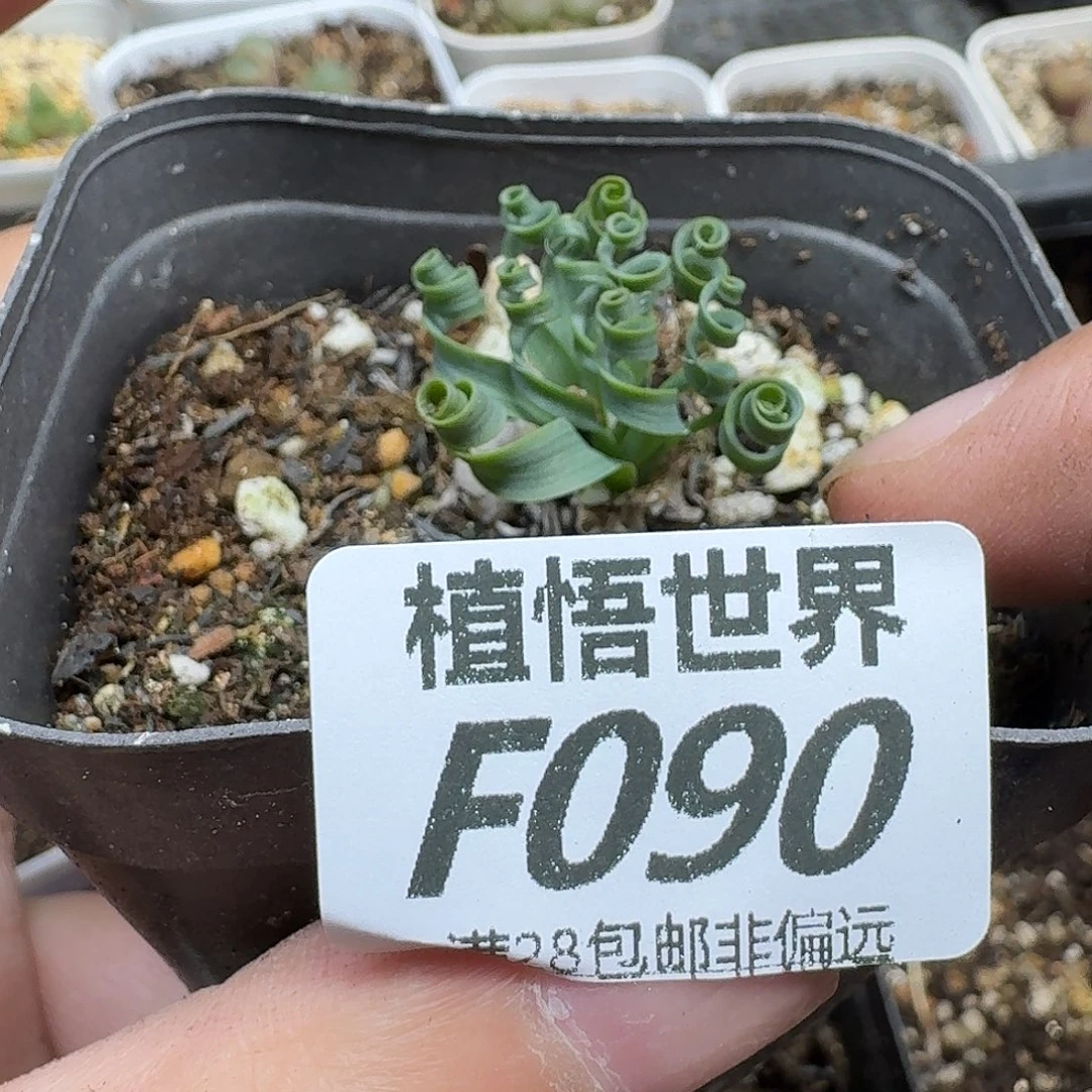 多肉植物的润泽fvbn