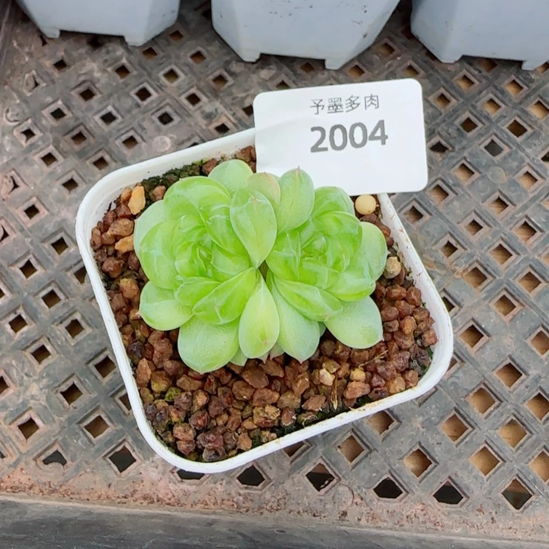 遥遥系列，2004多肉植物