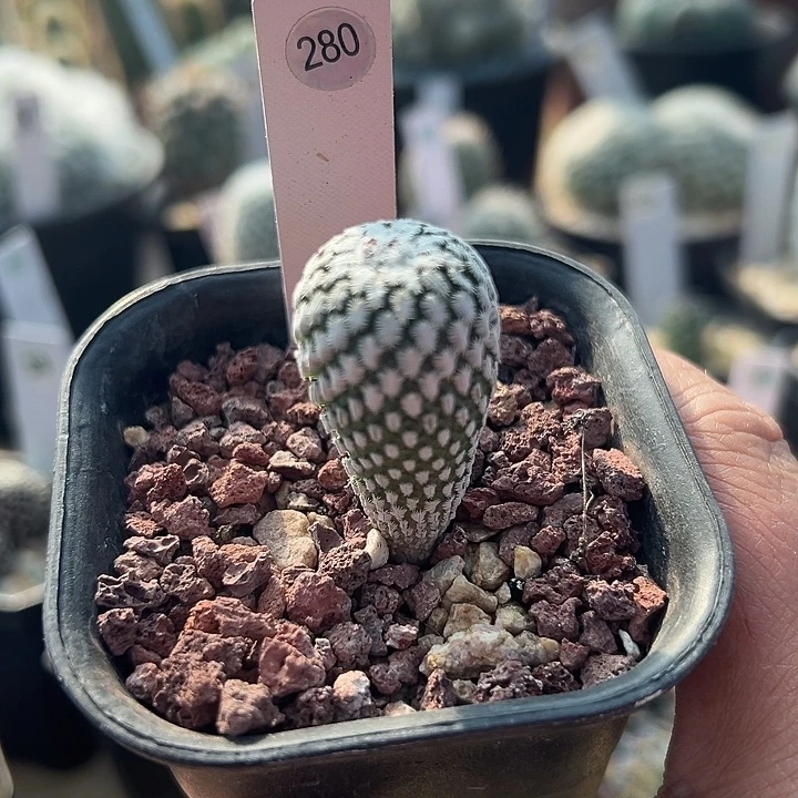 280精巧殿有花苞实生2厘米