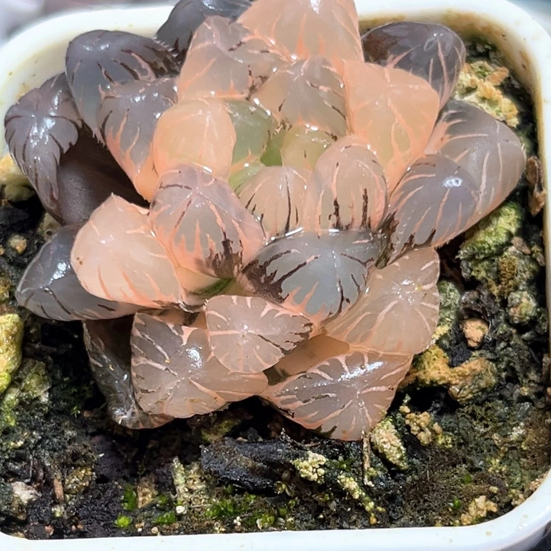 每***呀恭喜发财大吉大利3888