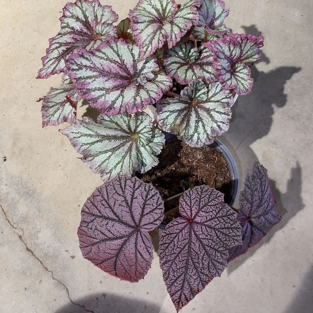 无花朵红衣主教丁力两颗