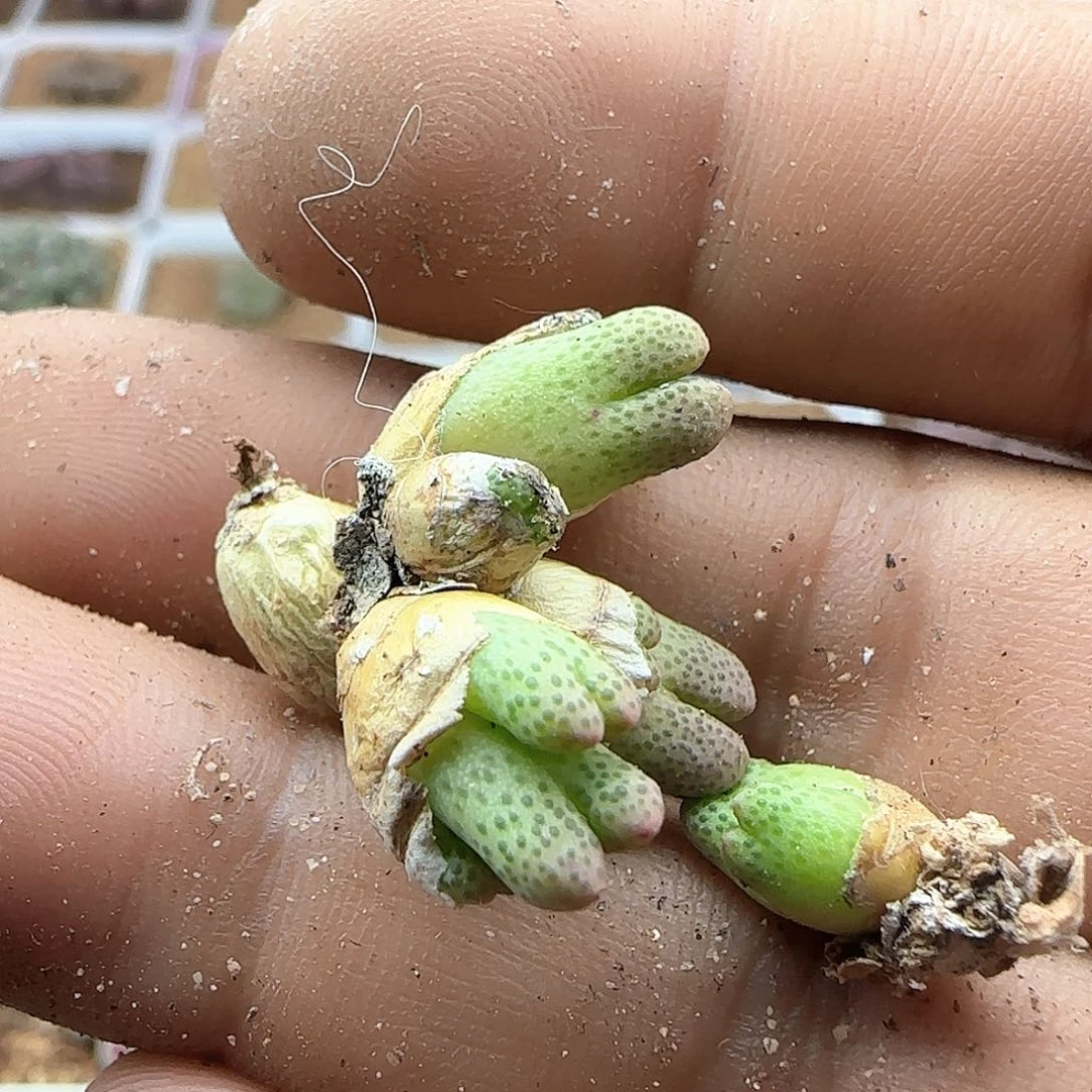 玛****啦哈哈哈哈哈哈37514