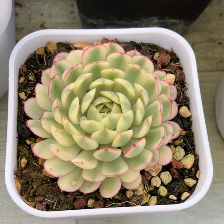 梦幻玫瑰白锦一颗价格