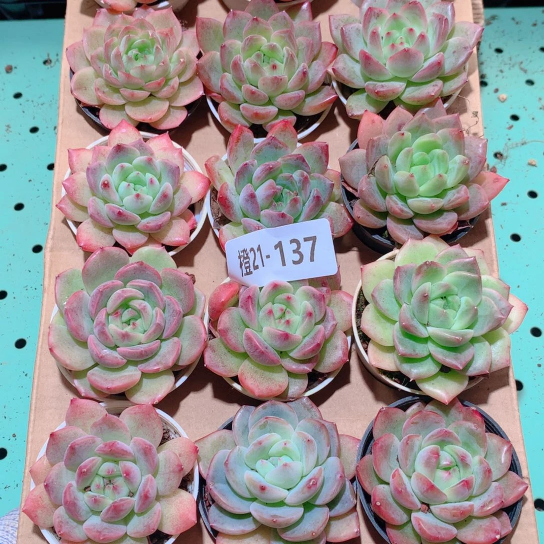 21-137一物一拍多肉带盆18颗