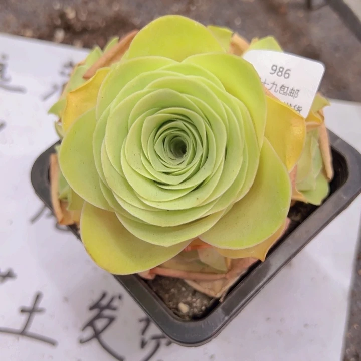 986 裸根不带土发货不包损