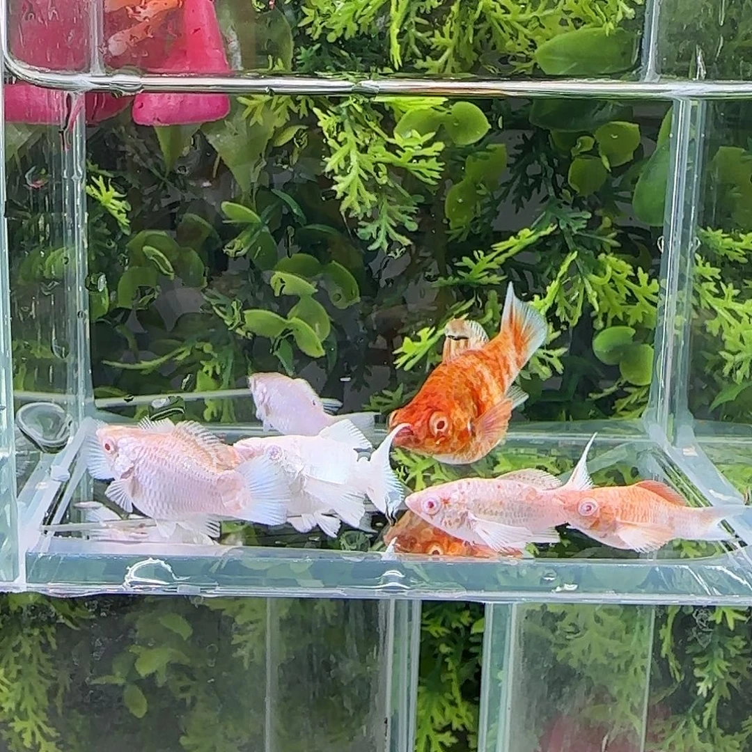 孔雀鱼钻石玛丽7条