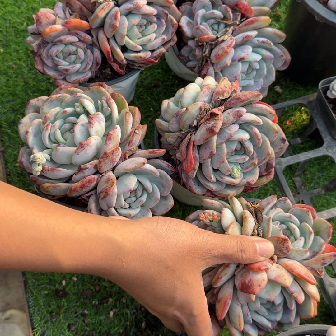 橙子群多肉植物的