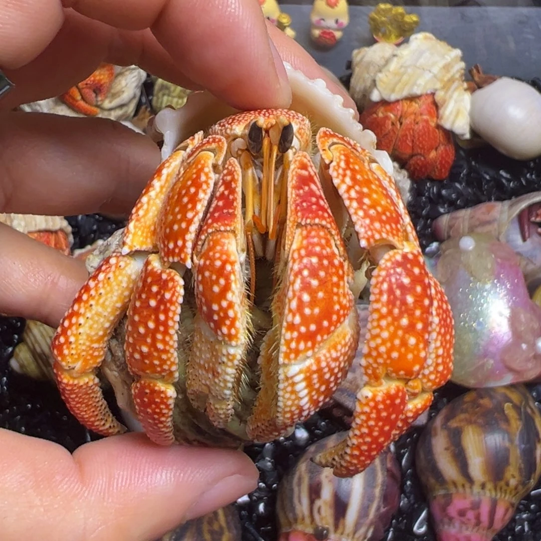 爬宠陆生寄居蟹3.2口