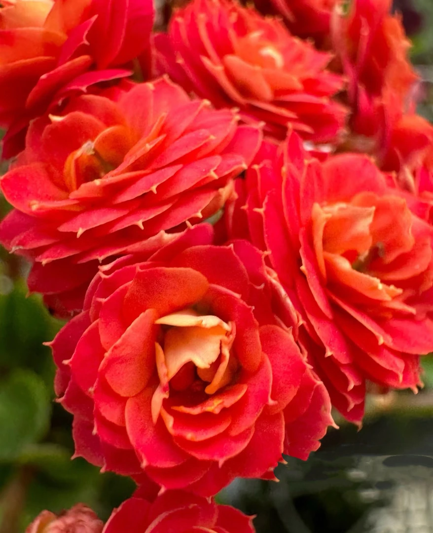 （半江红）110盆一代种苗长寿   稀有大花品种 产地直发