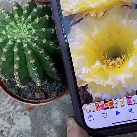 梨花落仙人球，468990