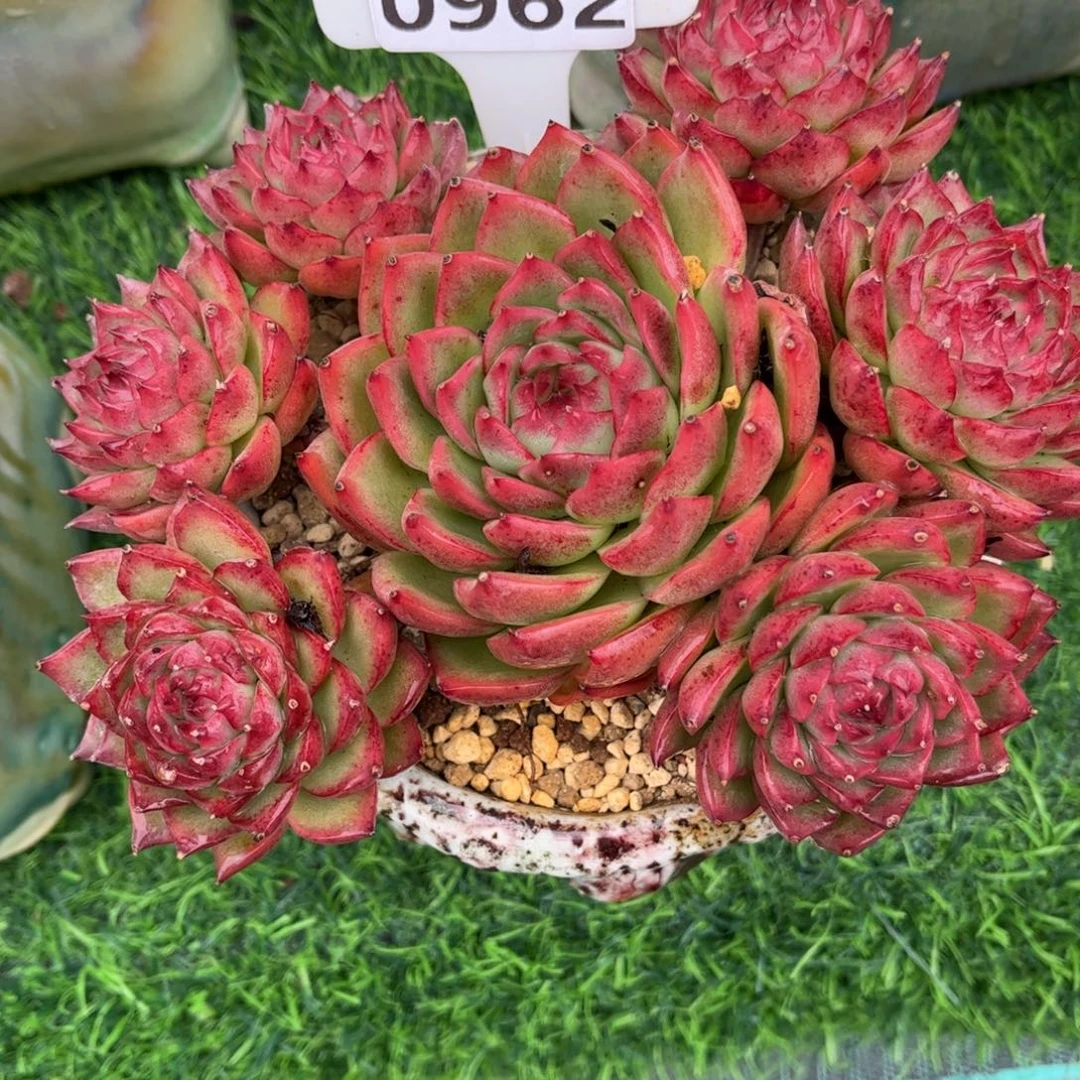 多肉植物0962 满30包邮