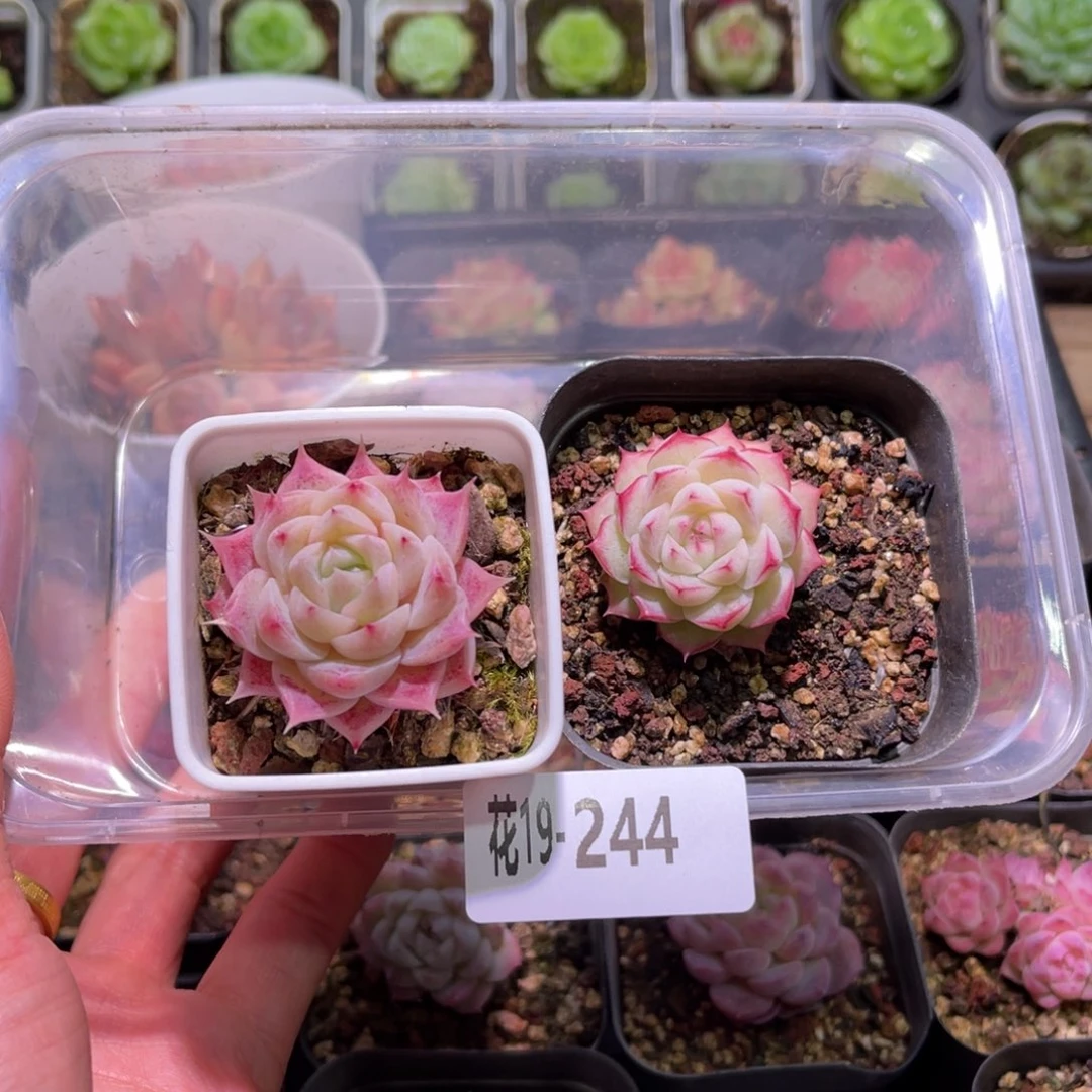 花利美19-244美瞳➕女王