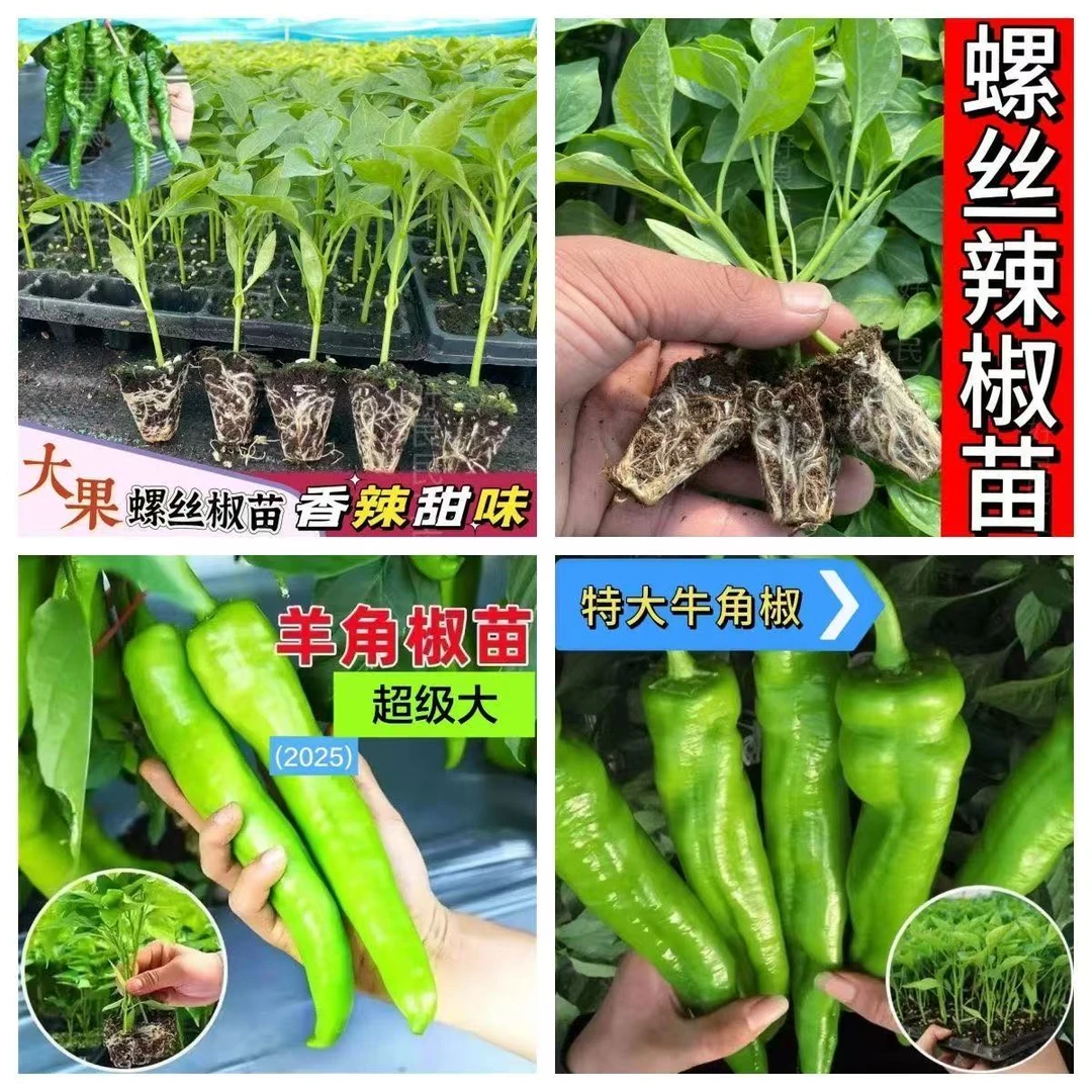 辣椒苗高产蔬菜苗薄皮椒苗长线椒苗螺丝椒苗朝天椒苗牛角椒苗四季