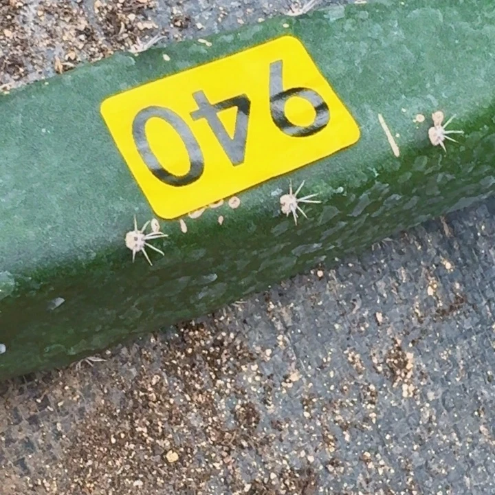 一***依无花朵福利大尤940仙人球