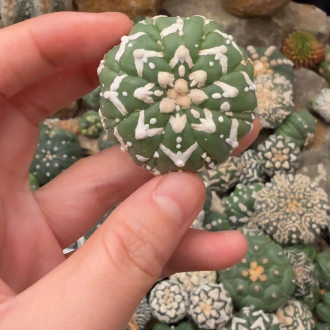 八副棱v哈哈哈哈哈