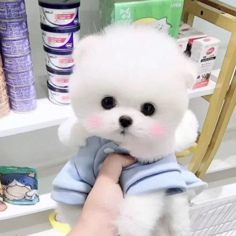 次【娜娜家】博美茶杯犬