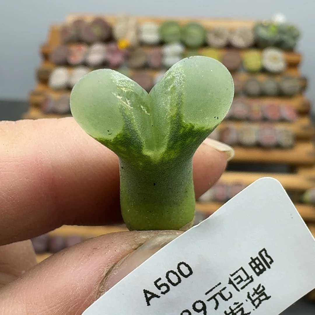 500多肉哈哈哈哈哈哈哈