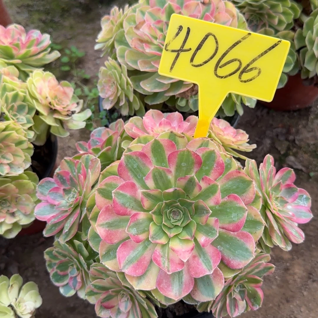 4066---雨荷多头多肉