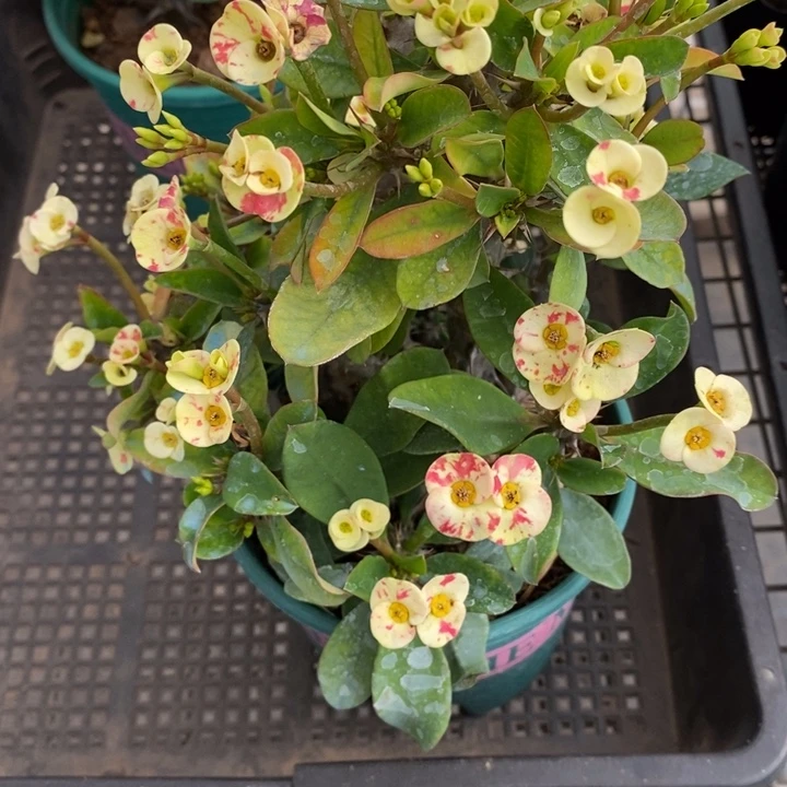 豚**妈伯克利和格蕾纳等著名音乐