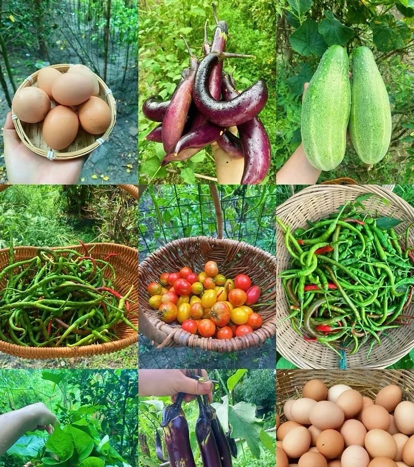 万载春春【顺丰包邮】赶集臻选新鲜菜干菜下饭菜荞头洋姜农民自种菜