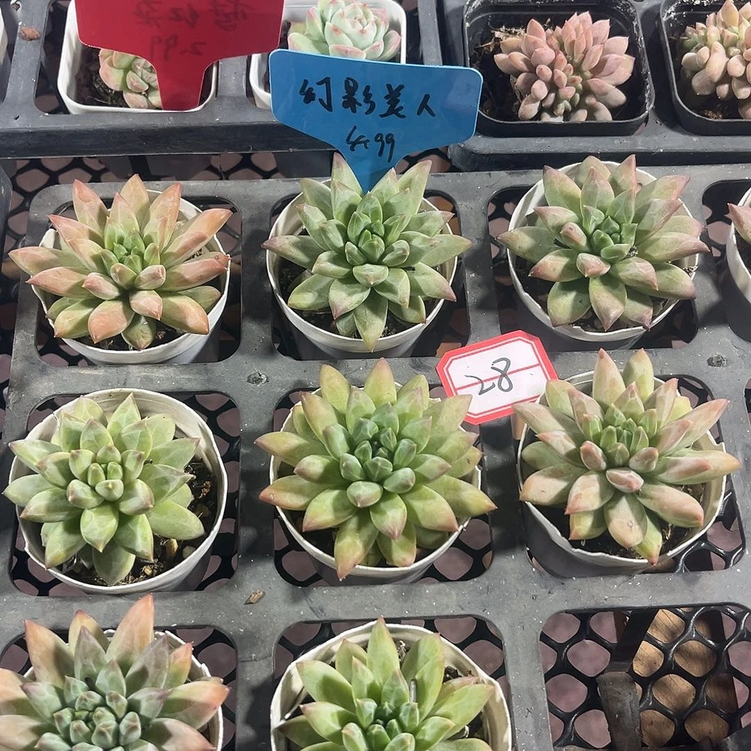 幻影美人满12包邮