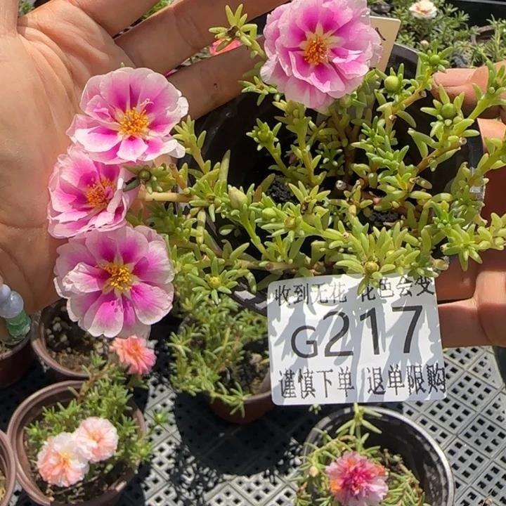 无花朵G217超小苗盆口10cm可能有虫