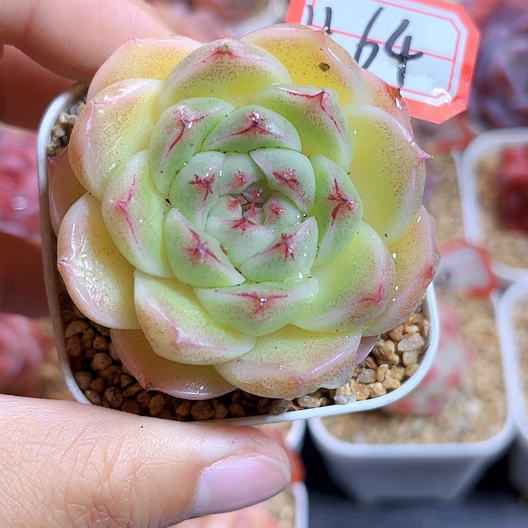 H64  新品珍妮满18包邮